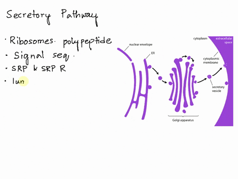 question-6-many-eukaryotic-cells-make-proteins-that-ultimately-are-supposed-t0-be-secreted-towards-the-outside-of-the-cell-thoy-place-the-following-cell-components-in-the-order-that-would-iu-98105