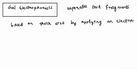 explain-how-the-principles-of-gel-electrophoresis-allow-for-the-separation-of-dna-fragments-of-various-sizes-be-detailed-32592