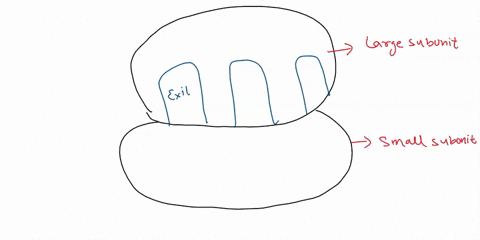 pts-consider-the-ribosome-below-assembled-ribosome-large-small-subunits-in-class-we-mentioned-that-you-never-see-an-you-need-an-mrna-and-charged-trna-t0-initiate-together-pictured-here-trans-93125