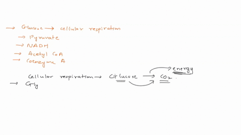 in-cellular-respiration-glucose-will-be-processed-until-it-becomes-this-molecule-which-can-enter-the-mitochondria-pyruvate-nadh-acetyl-coa-coenzyme-a-55361