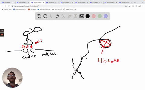 a-codon-is-a-sequence-of-three-nitrogenous-bases-on-mrna-that-corresponds-to-an-amino-acid-a-sequence-of-three-nitrogenous-bases-on-trna-that-corresponds-to-an-amino-acid-a-type-of-dna-repai-51935