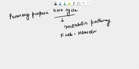 question-4-what-is-the-primary-purpose-of-the-urea-cycle-a-to-synthesize-amino-acids-which-are-not-incorporated-in-proteins-b-to-synthesize-urea-for-elimination-by-the-kidneys-c-to-extract-e-19264