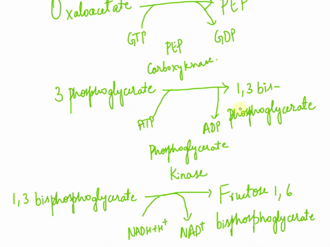 these-questions-are-related-to-gluconeogenesis-a-gluconeogenesis-is-basically-the-reverse-process-of-glycolysis-with-a-few-differentenzymes-involved-in-gluconeogenesis-which-reactions-use-at-07242