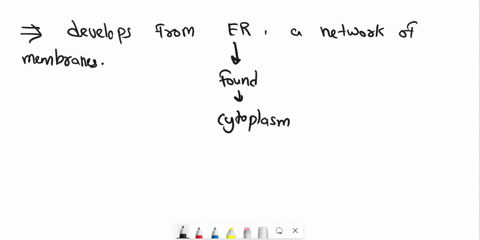 golgi-apparatus-develops-from-a-endoplasmic-reticulum-b-lysosome-c-mitochondria-d-cell-membrane-97115