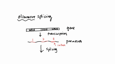 which-mechanism-allows-for-more-than-one-polypeptide-to-be-encoded-by-a-single-gene-group-of-answer-choices-self-splicing-of-introns-rna-methylation-rna-interference-regulated-transcription-alternativ