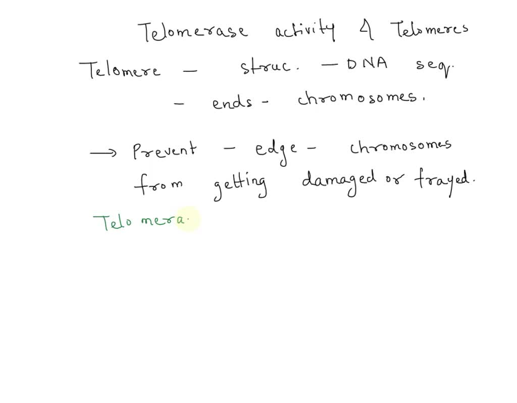 SOLVED: Explain how telomerase extends telomeres and why this is so