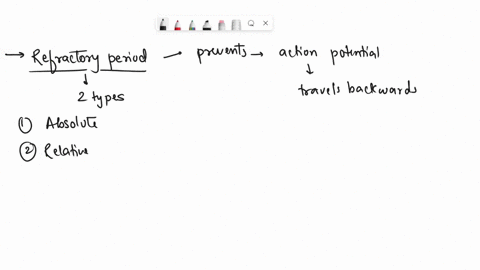 the-nerve-impulses-always-travel-in-one-direction-from-dendrites-to-axon-terminals-what-prevents-an-action-potential-from-travelling-backward-a-hyperpolarization-of-the-neuron-makes-the-memb-20529