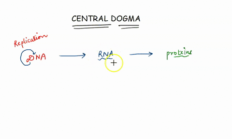 dna-makes-rna-and-rna-makes-protein-this-process-is-termed-as-a-translation-b-simple-dogma-c-transcription-d-central-dogma-19648