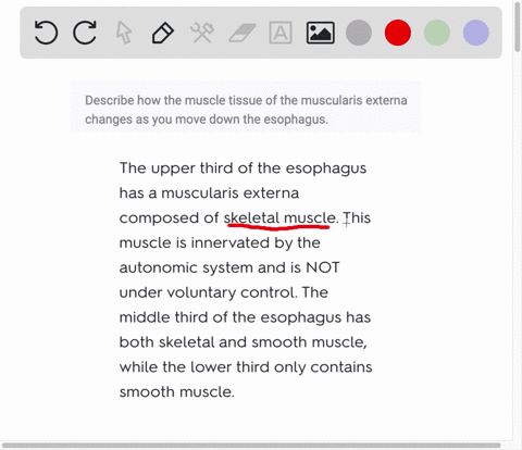 describe-how-the-muscle-tissue-of-the-muscularis-externa-changes-as-you-move-down-the-esophagus-81524