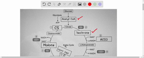 fill-in-the-blanks-in-the-citric-acid-cycle-krebs-cycle-analyze-each-blank-well-as-it-can-be-a-molecule-or-enzyme-glucose-glycolysis-citrate-idh-oxaloacetate-nadh-mdh-nad-nad-nadh-kebs-cycle-44078