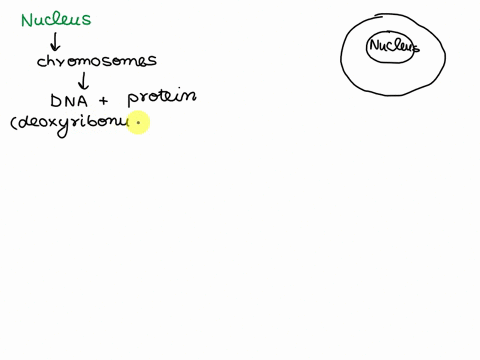 a-small-round-mass-in-the-center-of-the-cell-is-called__-86453