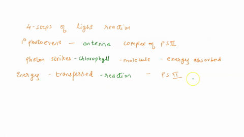 the-light-reactions-are-broken-down-into-4-main-steps-primary-photoevent-charge-separation-chemeosmosis_-and-nadp-reduction-the-primary-photoeventoccur-on-the-antenna-electon-grana-complex-o-18298