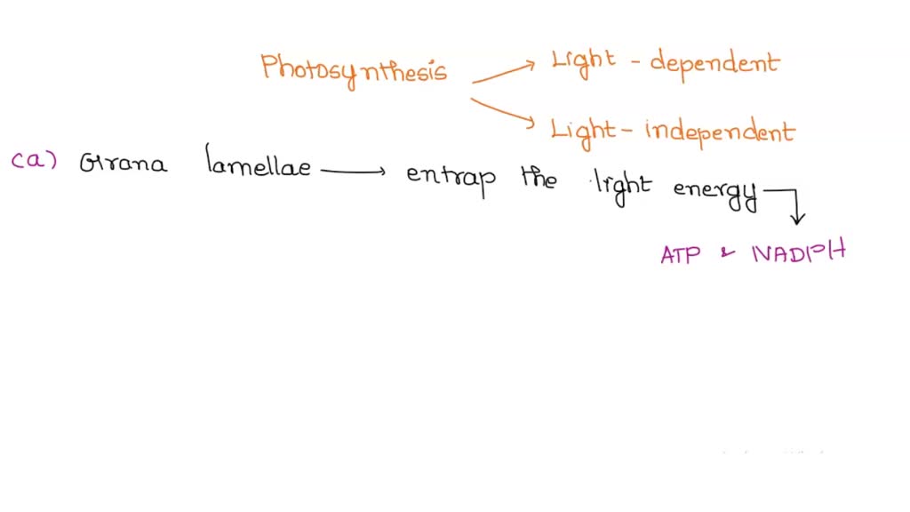 SOLVED 5.The process of photosynthesis can be divided into two major