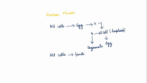 question-5-which-statement-is-true-about-human-meiosis-aall-4-cells-are-genetically-identical-b-all-4-daughter-cells-will-become-egg-cells-call-4-cells-will-end-up-to-be-diploid-cells-dall-4-90143
