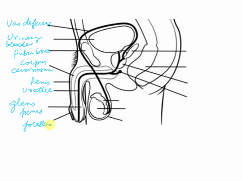 reproductive-system-anatomy-homework-male-reproductive-system-diagram-1label-structuresejaculatory-ductbulbourethral-glandvas-deferensepididymis-testis-prostate-gland-penisscrotumprepuceuret-19604
