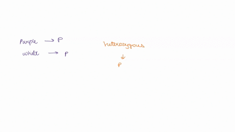 a-plant-can-produce-either-purple-flowers-or-white-flower-what-is-the-probability-of-purple-flowered-offspring-if-two-plants-are-heterozygous-for-purple-flowers-are-crossed-69954
