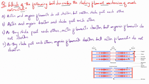 which-of-the-following-statements-best-describes-the-sliding-filament-mechanism-of-muscle-contractio-20177