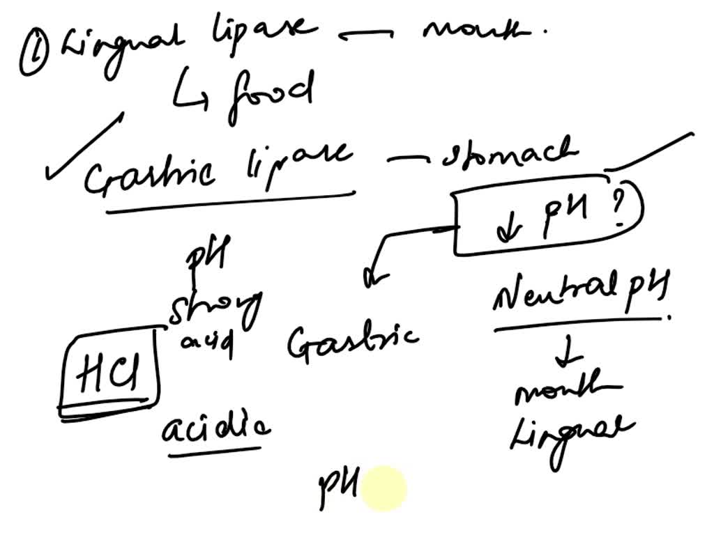 SOLVED Pancreatic lipase is an enzyme that breaks down fat at a pH of