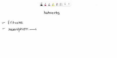 nutrients-that-enter-the-filtrate-are-mostly-a-reabsorbed-in-the-distal-tubule-b-secreted-in-the-proximal-tubule-c-reabsorbed-in-the-proximal-tubule-d-secreted-in-the-distal-tubule-30082