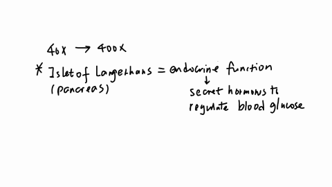 texts-select-the-hormones-the-cells-and-the-functions-that-the-endocrine-tissue-in-the-micrograph-secretes-by-clicking-the-boxes-40x-magnification-400x-magnification-dr-thomas-caceci-virgini-95817