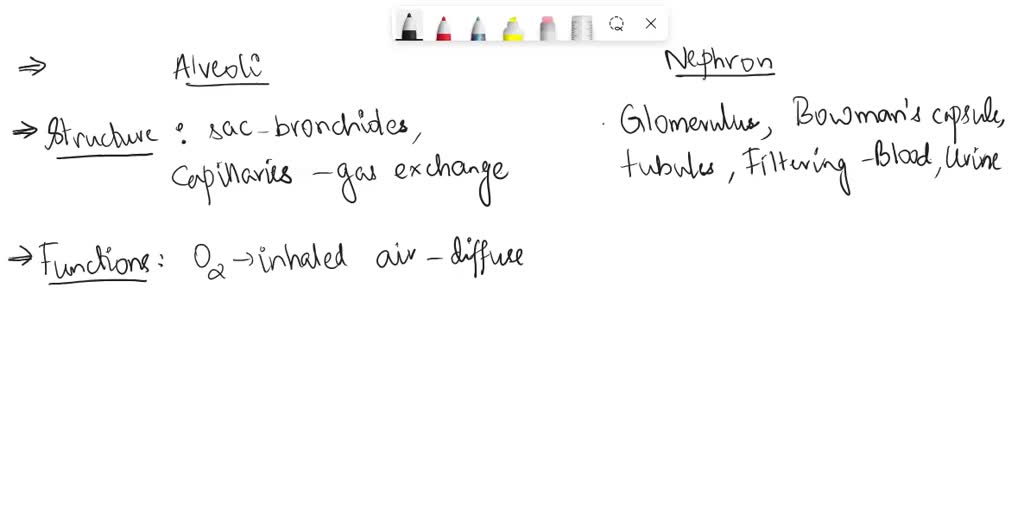 compare the structure and function of alveoli in lungs with nephron in ...