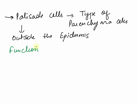 what-are-the-functions-of-the-palisade-and-spongy-mesophyll-cells-32328