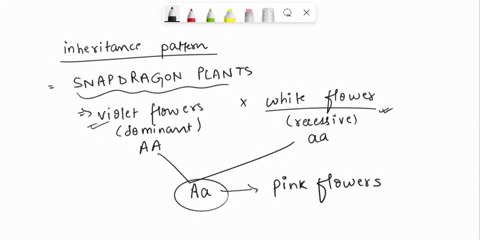 a-snapdragorn-plant-with-violet-flowers-was-crossed-with-another-such-flower-with-white-flowers-a-f1-progeny-obtained-had-pink-flowers-explain-in-brief-the-inheritance-pattern-seen-in-offeri-85935