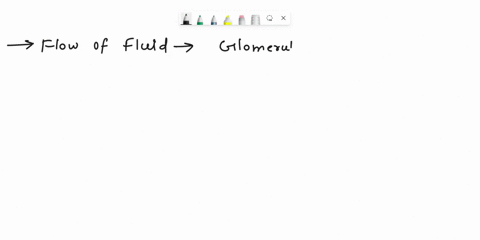 name-the-flow-of-fluid-from-the-point-the-glomerular-filtrate-is-formed-to-the-point-where-urine-leaves-the-body-please-answer-in-full-details-07713