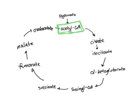 what-molecule-starts-and-ends-the-citric-acid-cycle-where-is-the-citric-acid-cycle-happening-62271