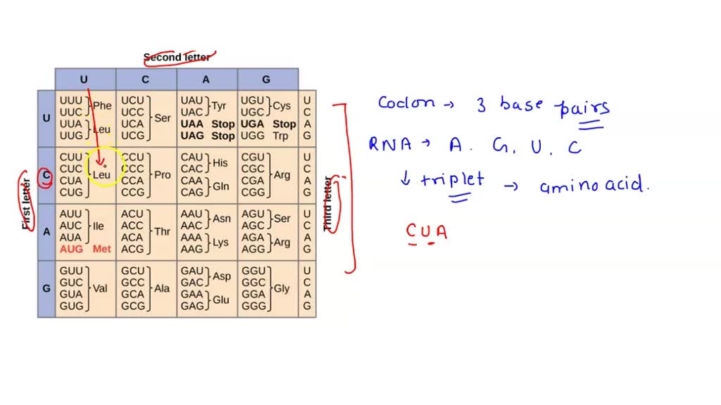 SOLVED IRNA Codon Chart Second Base Careful to only use this chart for