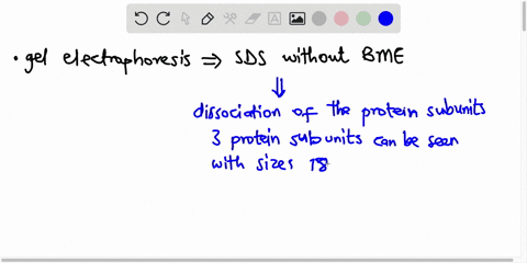 3-a-protein-has-a-molecular-mass-of-400kda-when-measured-by-size-exclusion-when-subject-to-gel-electrophoresis-in-the-presence-of-sds-but-no-bme-the-protein-gives-three-bands-of-180-160-and-59202