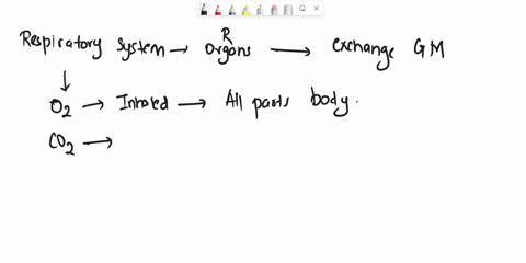 all-of-the-following-are-organs-of-the-respiratory-system-except-the-a-tongue-b-nose-c-lungs-d-pharynx-08943