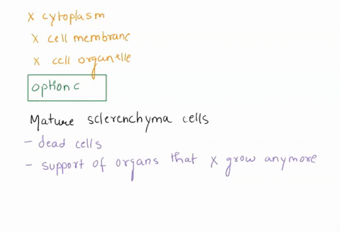 This Cell Supporting Xxx Videos - SOLVED: (8 points) For each of the following items, fill in the appropriate  cell type(s) and indicate which items are meristematic. The possible cell  types are parenchyma, sclerenchyma, and collenchyma. Some answers