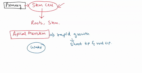 what-is-involved-in-primary-growth-and-where-does-it-occur-please-mention-the-types-of-cells-involved-apical-meristems-and-the-process-involved-proliferation-elongation-differentiation-16023