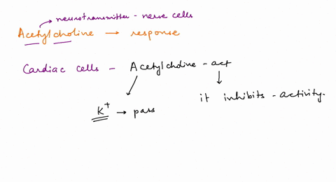 inconect-question-4-0-1-pts-acetylcholine-can-produce-different-responses-depending-an-the-cell-type-match-the-response-t0-the-cell-type-cardiac-cells-stimulate-activiy-salivary-gland-cells-47913