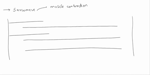 draw-a-sarcomere-and-include-the-following-myosin-actin-z-line-m-line-a-band-h-zone-and-i-band-83546