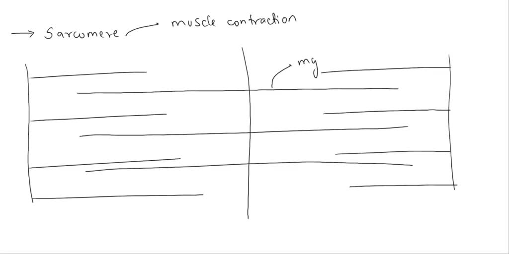 Solved Draw A Sarcomere And Include The Following Myosin Actin Z Line M Line A Band H