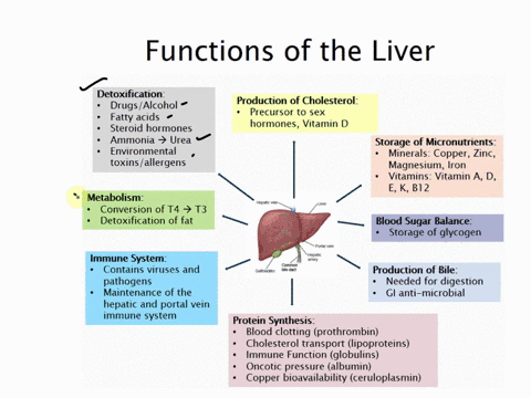 what-are-the-functions-of-liver-93885