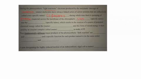 during-the-photosynthetic-light-reactions-clectrons-produced-by-the-enzymatic-cleavage-of-name-molecules-move-along-linked-series-of-carrier-proleins-that-are-collectively-called-very-specif-21007