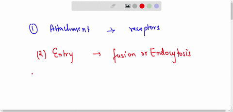 list-the-steps-in-the-infection-cycle-of-a-virus-into-its-host-cell-until-its-release-25353