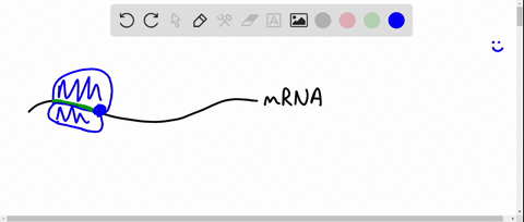 a-describe-why-translation-of-an-mrna-can-start-before-transcription-of-the-mrna-is-complete-in-prokaryotes-but-not-in-eukaryotes-28066