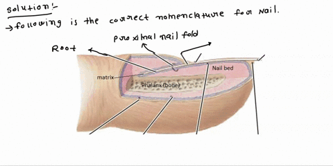 label-the-nail-structures-eponychium-nail-bed-matrix-free-edge-root-epidermis-dermis-nail-body-hyponychium-78798