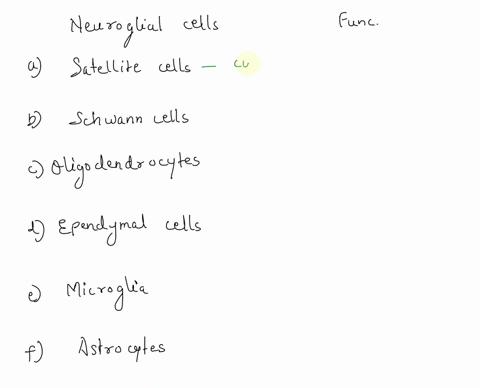 match-the-neuroglia-with-the-correct-function-a-satellite-cells-b-schwann-cells-c-oligodendrocytes-d-ependymal-e-microglia-f-astrocytes-1-cells-that-produce-the-myelin-in-the-pns-2-cells-tha-40364