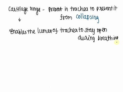 4-why-is-it-important-that-the-human-trachea-is-reinforced-with-cartilaginous-rings-why-is-it-important-that-the-rings-are-incomplete-posteriorly-68326
