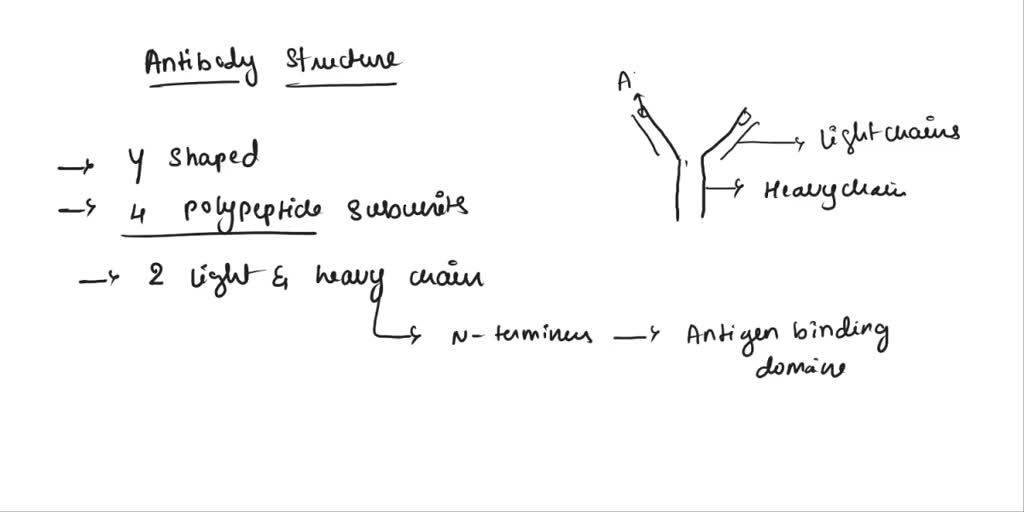 Describe the mechanism of precipitation assays. Antibody binds to virus