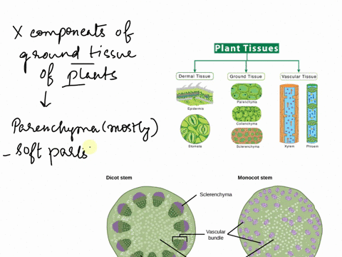 Ground Tissue In Plants Consists Of