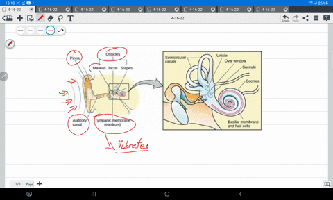 18-which-of-the-following-_triggers-movement-of-the-ossicles-in-the-auditory-pathway-choose-the-correct-option-vibration-oval-window-tympanic-membrane-vibrahon-frn-nls-cochlea-sound-waves-so-25538