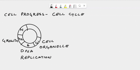 for-the-cell-cycle-please-explain-how-cells-progress-through-the-cell-cycle-and-how-cells-stop-progress-through-the-cell-cycle-as-well-as-why-defects-in-cell-cycle-regulation-can-lead-to-can-18905