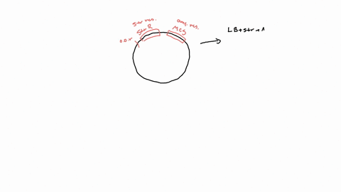 assume-you-have-a-plasmid-with-an-origin-of-replication-a-selectable-marker-strr-which-when-functional-confers-resistance-to-the-antibiotic-streptomycin-and-a-multiple-cloning-site-mcs-withi-02494