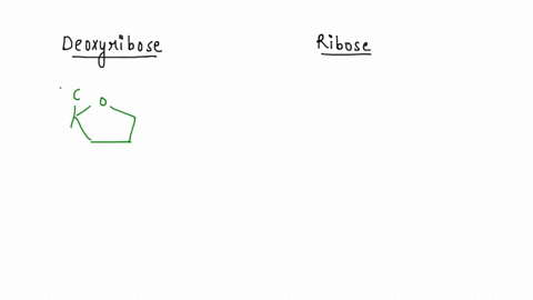 what-is-the-difference-in-structure-between-d-ribose-and-2-deoxy-d-ribose-4-69982